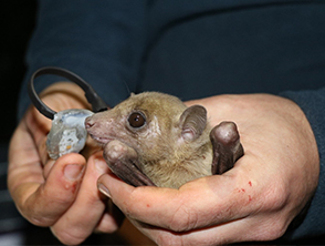 Fruit bats: social foraging behavior – Prof. Ran Nathan’s Movement Ecology Lab